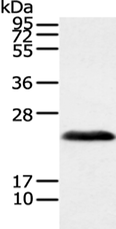 Rabbit Polyclonal Antibody to VHL