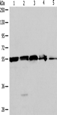 Rabbit Polyclonal Antibody to NAMPT