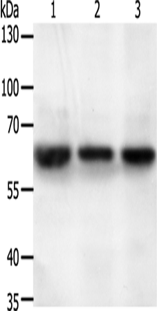 Rabbit Polyclonal Antibody to STXBP2