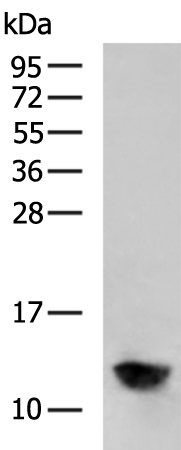 Rabbit Polyclonal Antibody to ATP5IF1