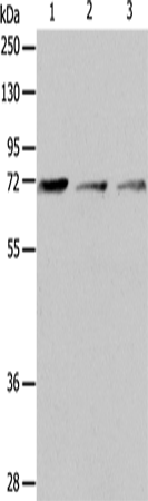 Rabbit Polyclonal Antibody to IL18RAP