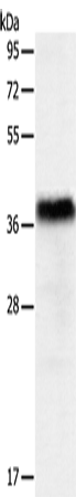 Rabbit Polyclonal Antibody to PGBD2
