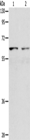 Rabbit Polyclonal Antibody to VANGL1