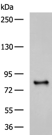Rabbit Polyclonal Antibody to ABCB6