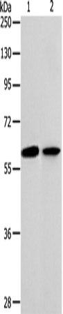 Rabbit Polyclonal Antibody to ABCE1