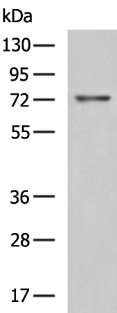 Rabbit Polyclonal Antibody to ABCG4