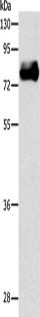 Rabbit Polyclonal Antibody to ABLIM1