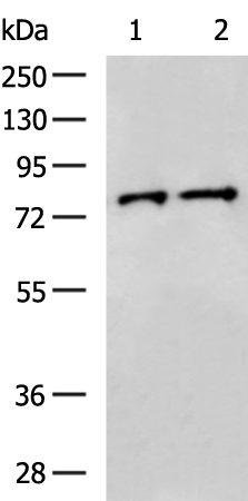 Rabbit Polyclonal Antibody to ACAD11