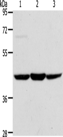 Rabbit Polyclonal Antibody to ACADS