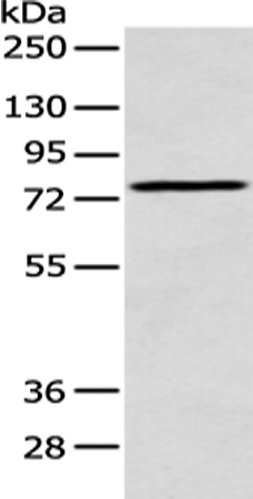 Rabbit Polyclonal Antibody to ACSM5