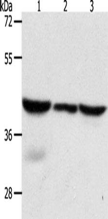Rabbit Polyclonal Antibody to CAPG