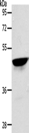 Rabbit Polyclonal Antibody to ACTL8