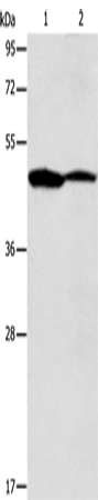 Rabbit Polyclonal Antibody to ACTR3B