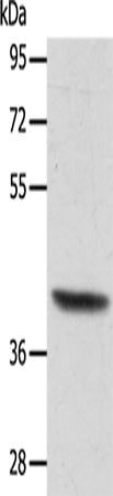 Rabbit Polyclonal Antibody to ACTRT1