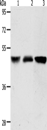 Rabbit Polyclonal Antibody to ACOT9
