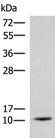 Rabbit Polyclonal Antibody to ACYP1