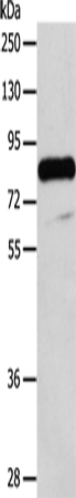 Rabbit Polyclonal Antibody to ADAM32