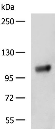 Rabbit Polyclonal Antibody to ADAMTSL2