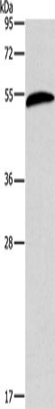 Rabbit Polyclonal Antibody to AEBP2