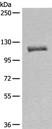 Rabbit Polyclonal Antibody to MLLT10