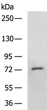 Rabbit Polyclonal Antibody to AGBL3