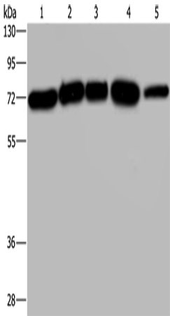 Rabbit Polyclonal Antibody to AGFG1