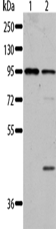 Rabbit Polyclonal Antibody to AKAP8L