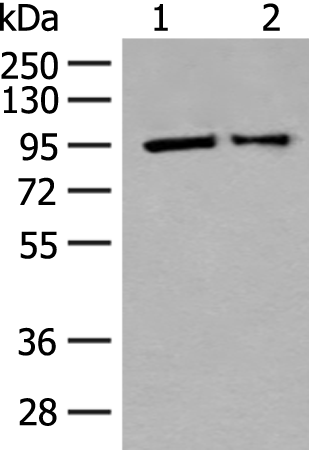 Rabbit Polyclonal Antibody to ALDH1L1