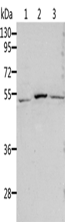 Rabbit Polyclonal Antibody to ALDH3B1