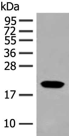 Rabbit Polyclonal Antibody to CRYAA