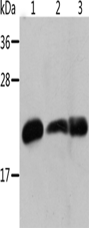 Rabbit Polyclonal Antibody to CRYAB