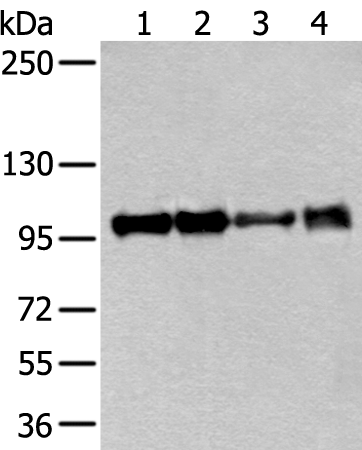 Rabbit Polyclonal Antibody to ACTN1