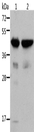 Rabbit Polyclonal Antibody to ACTA1