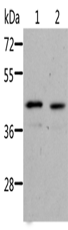Rabbit Polyclonal Antibody to NIF3L1