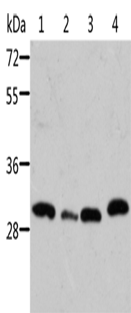 Rabbit Polyclonal Antibody to STRADB