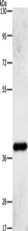 Rabbit Polyclonal Antibody to PRKAG1