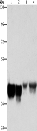 Rabbit Polyclonal Antibody to AUP1