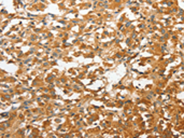 Rabbit Polyclonal Antibody to ANXA9