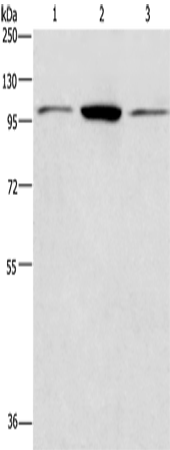 Rabbit Polyclonal Antibody to ANAPC2