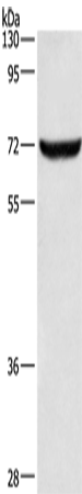 Rabbit Polyclonal Antibody to ANAPC5