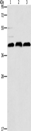 Rabbit Polyclonal Antibody to ATG3
