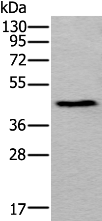 Rabbit Polyclonal Antibody to APOA4