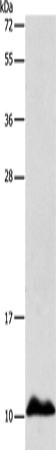 Rabbit Polyclonal Antibody to APOC1