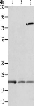 Rabbit Polyclonal Antibody to APOM
