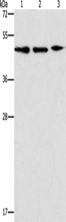 Rabbit Polyclonal Antibody to APOBEC3G