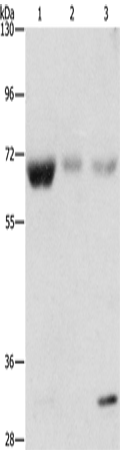 Rabbit Polyclonal Antibody to NAE1