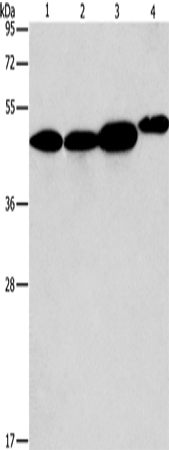 Rabbit Polyclonal Antibody to ARFGAP1