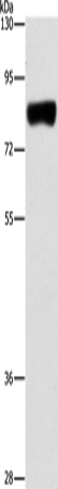 Rabbit Polyclonal Antibody to ARHGAP25