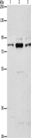 Rabbit Polyclonal Antibody to ARHGEF7