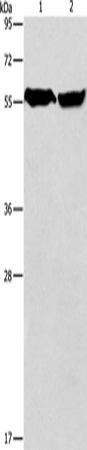 Rabbit Polyclonal Antibody to ARHGEF9